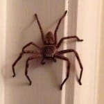 140312 spider 1a