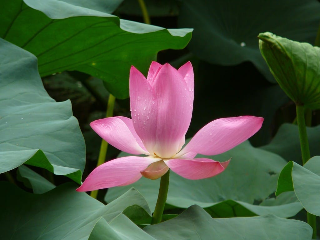One of my favourite blooms – a lotus I photographed in the grounds of the Summer Palace in Beijing