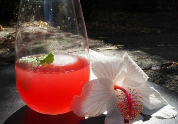 Hibiscus kombucha and gin